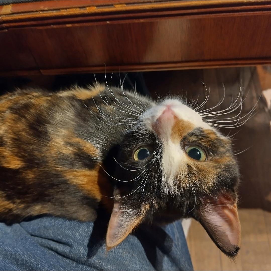 Enlarge Cuke, an adopted mixed breed in Woodbury, NJ image 3/3