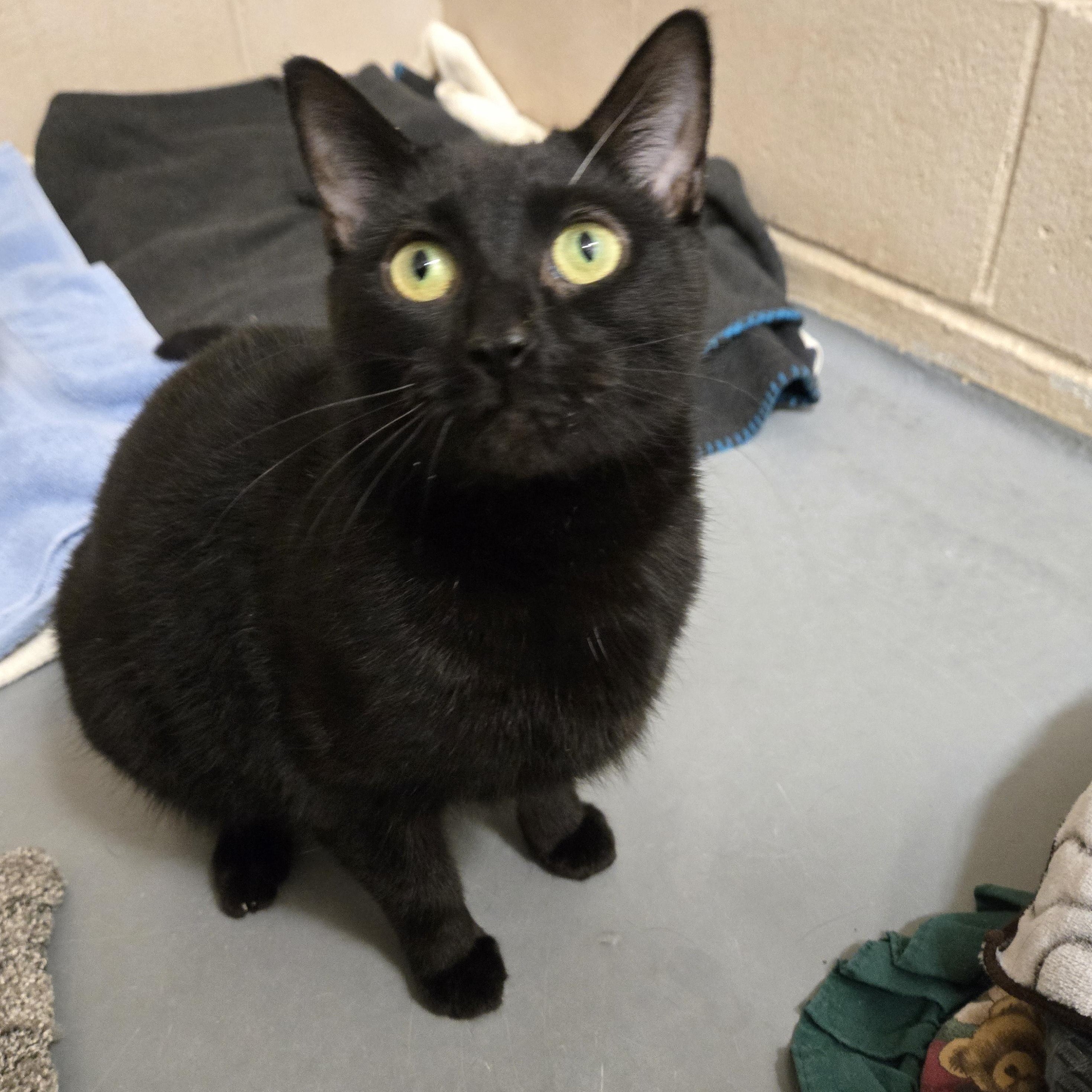 Xyla, adopted, Adult Female Domestic Short Hair.