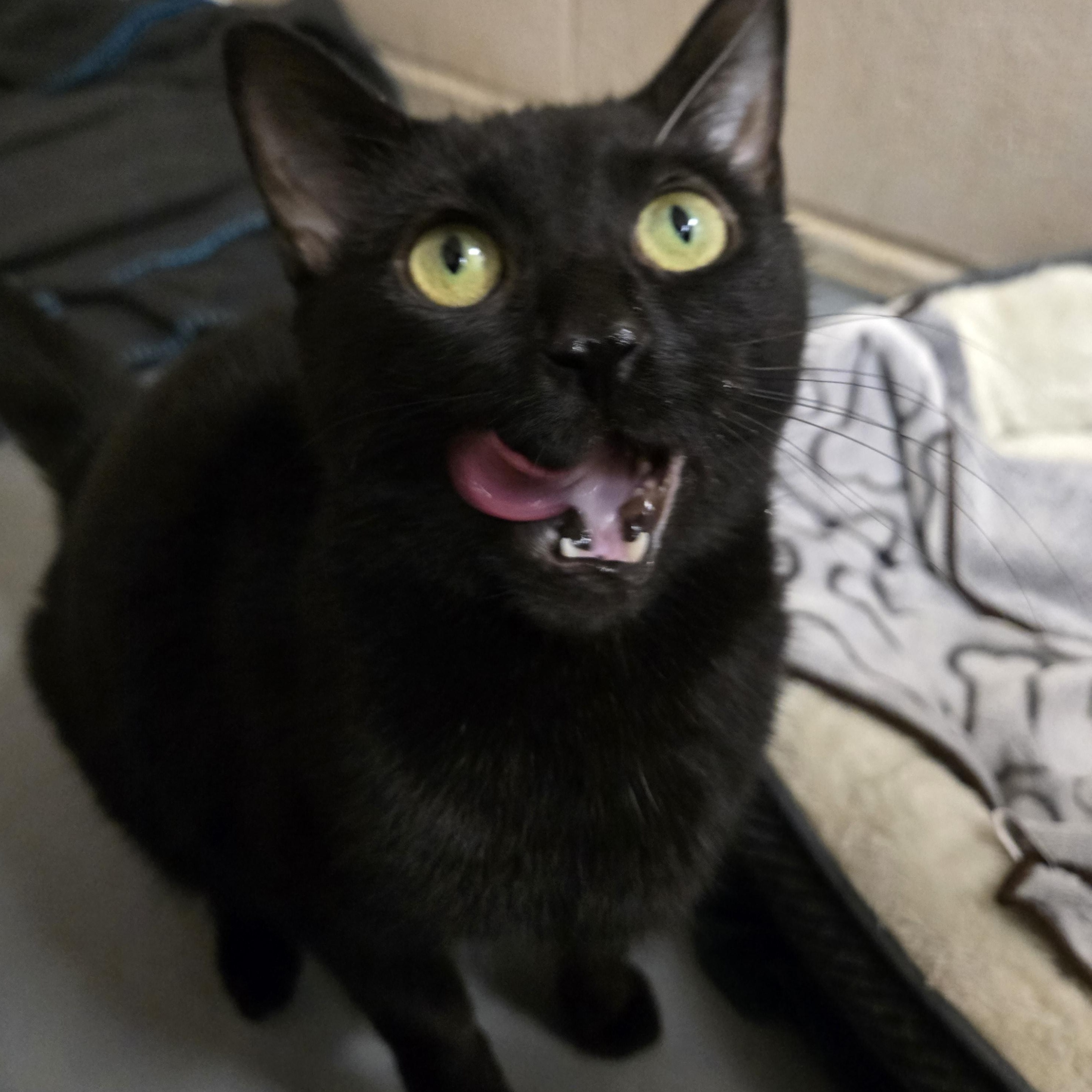 Enlarge Xyla, an adopted Domestic Short Hair in Bowmanville, ON image 2/2