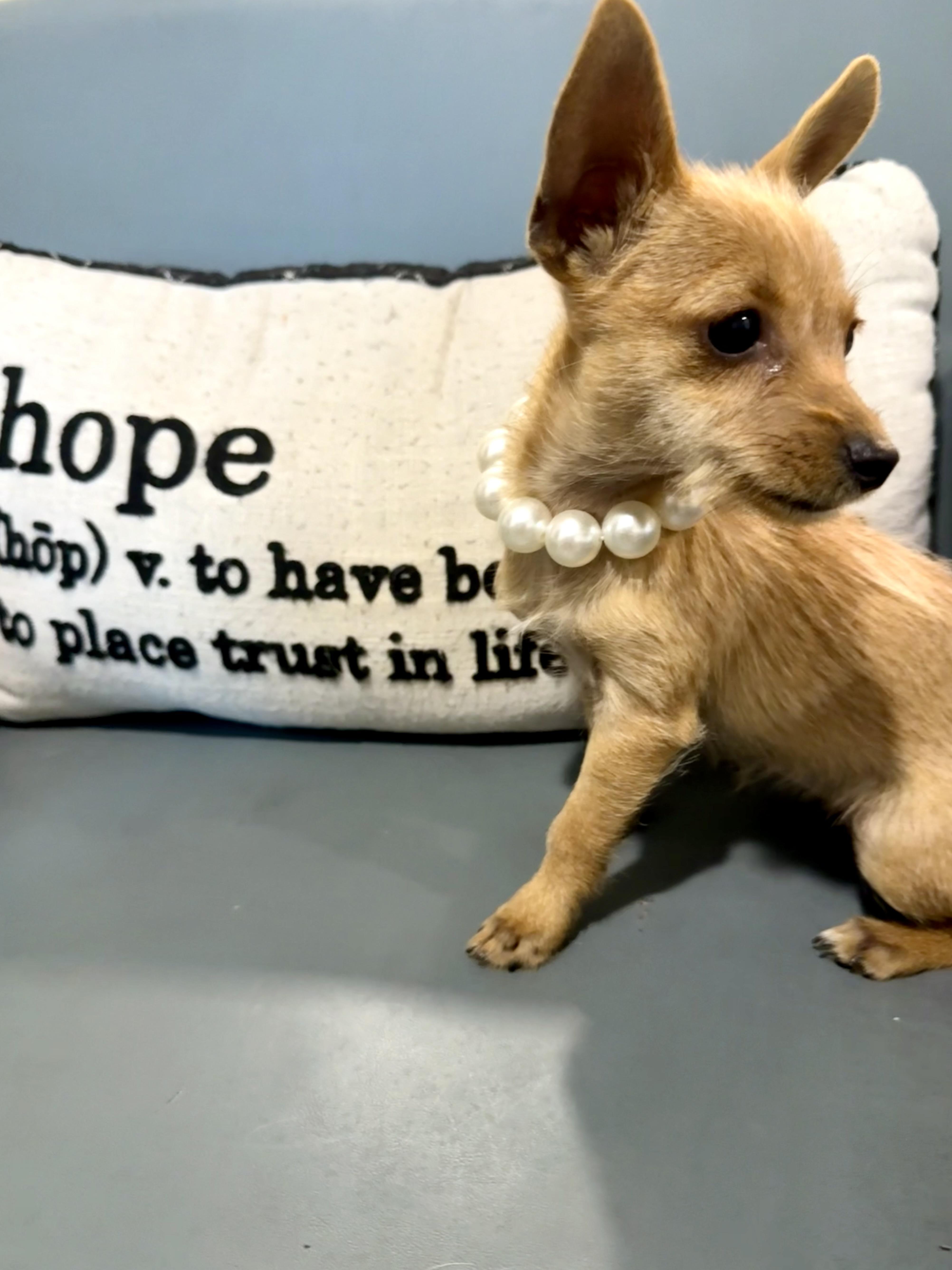 Mini 3# itty bitty wire haired Chi puppy, an adopted mixed breed in Lockhart, TX image 1/6