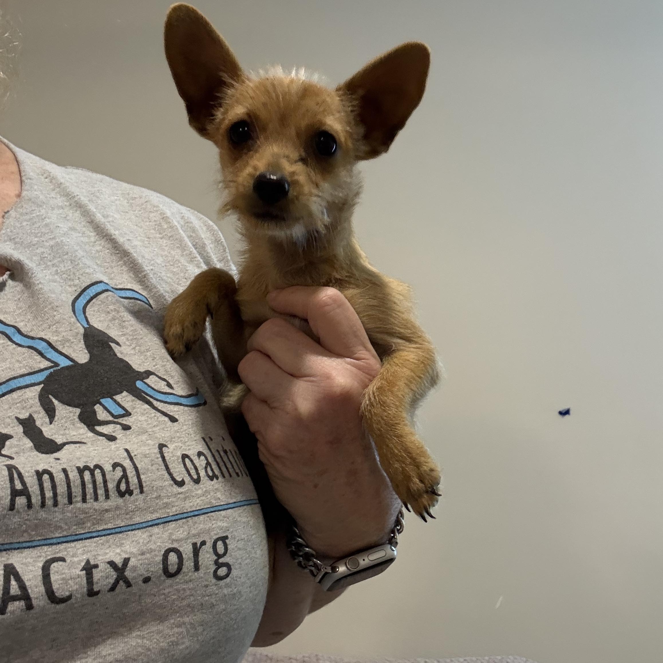 Mini 3# itty bitty wire haired Chi puppy, an adopted mixed breed in Lockhart, TX image 2/6