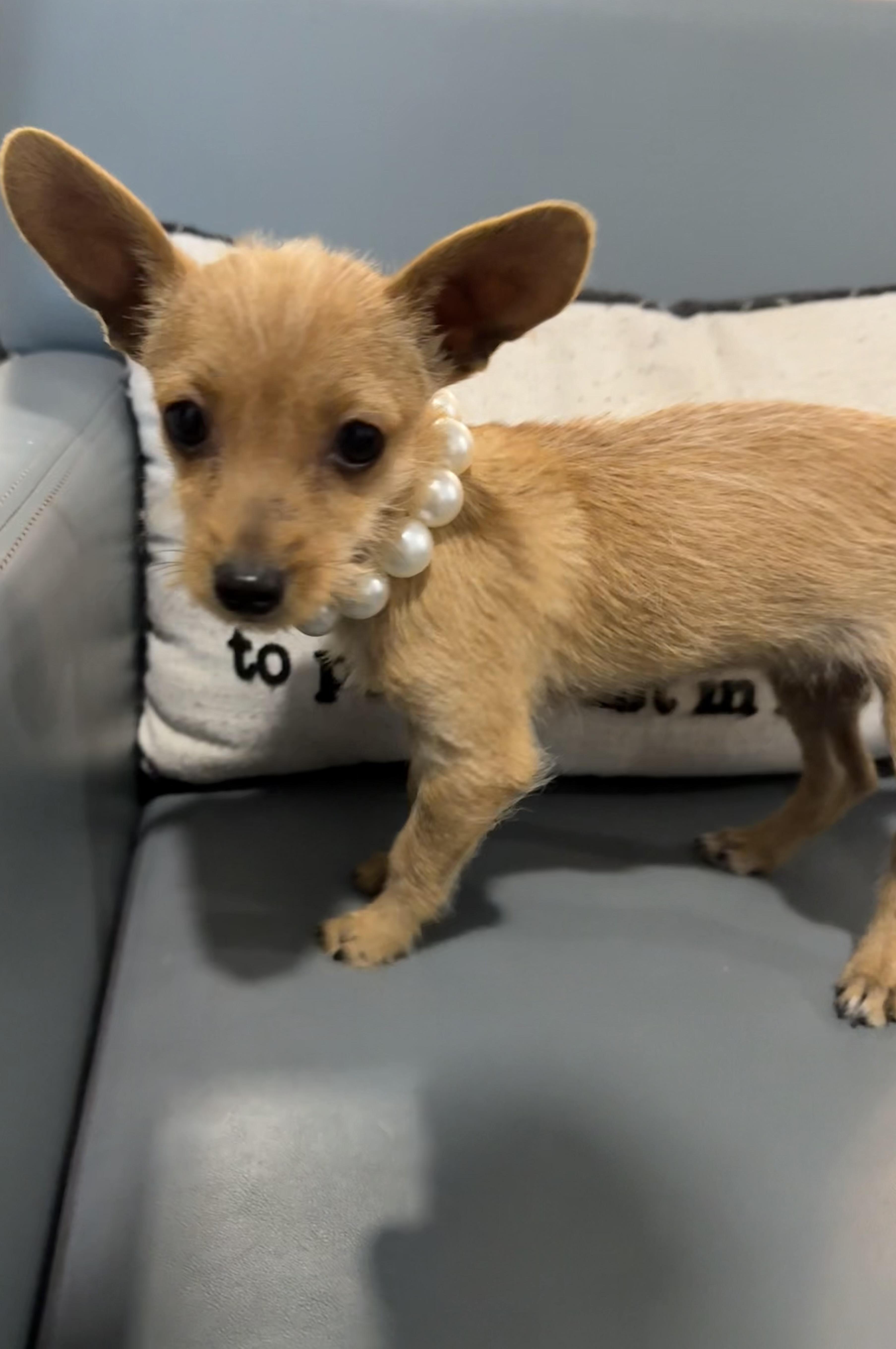 Mini 3# itty bitty wire haired Chi puppy, an adopted mixed breed in Lockhart, TX image 5/6