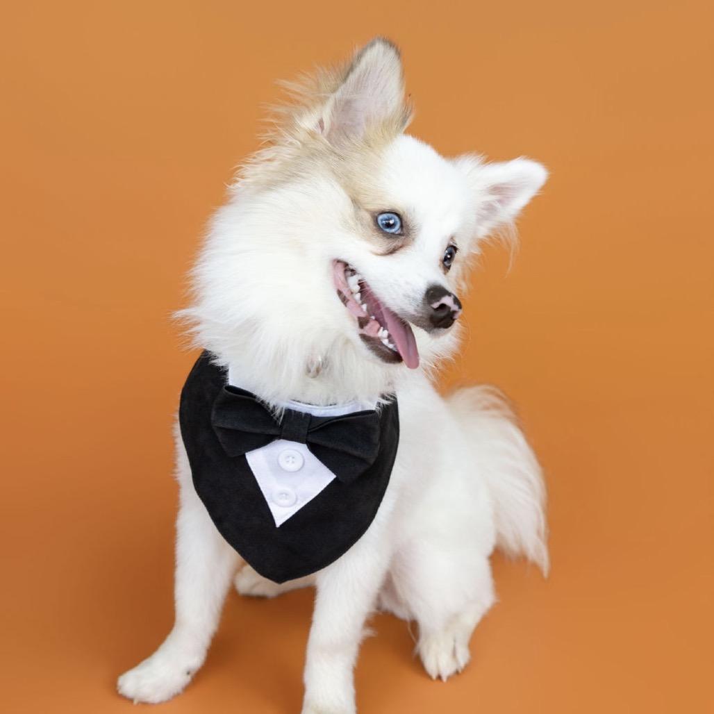 Enlarge Albert, a Adoptable mixed breed in Southside, TN image 1/6