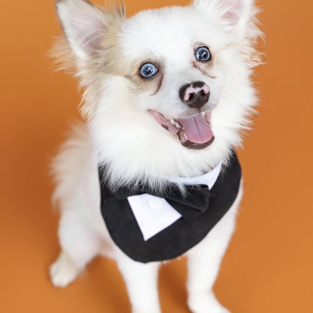 Enlarge Albert, a Adoptable mixed breed in Southside, TN image 2/6