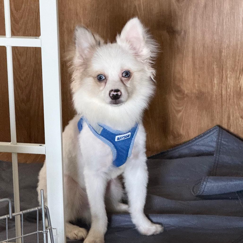 Enlarge Albert, a Adoptable mixed breed in Southside, TN image 5/6
