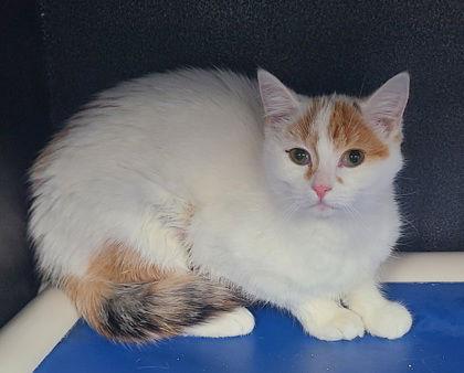 6862 (Milk), Adopted, Kitten Female Calico.