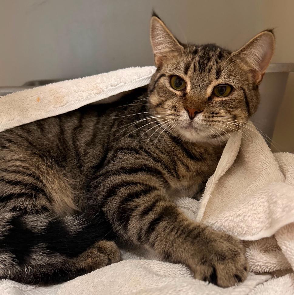 Cake, Adoptable, Young Female Domestic Short Hair.