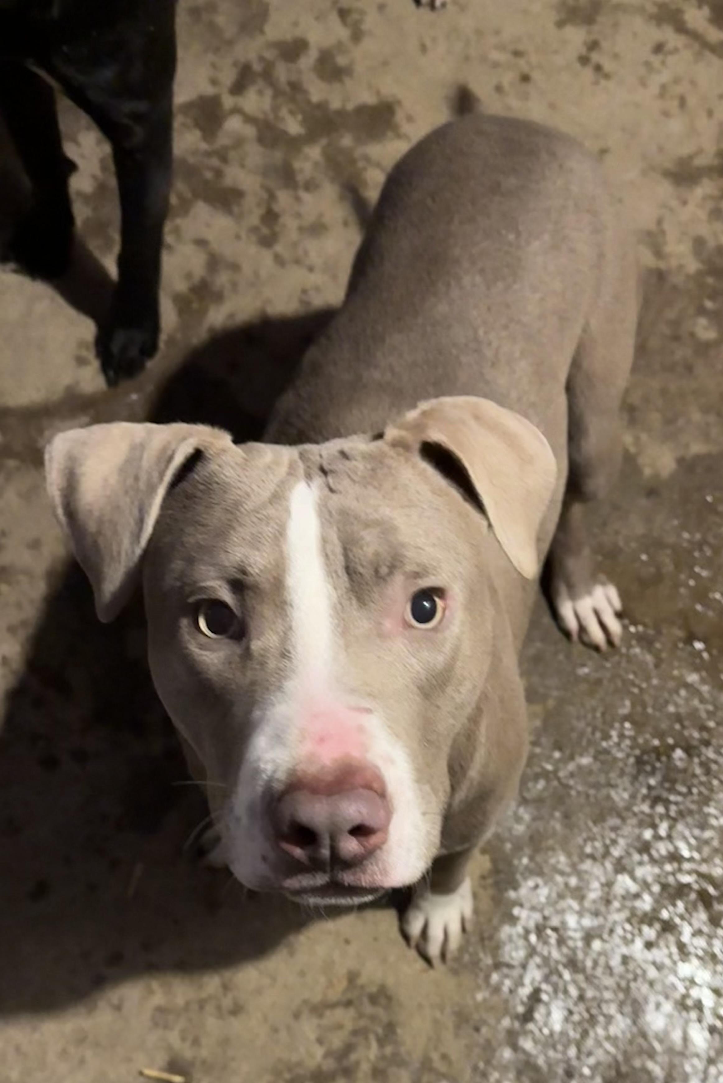 Enlarge Chandler, a Adoptable mixed breed in Greenfield, OH image 3/5