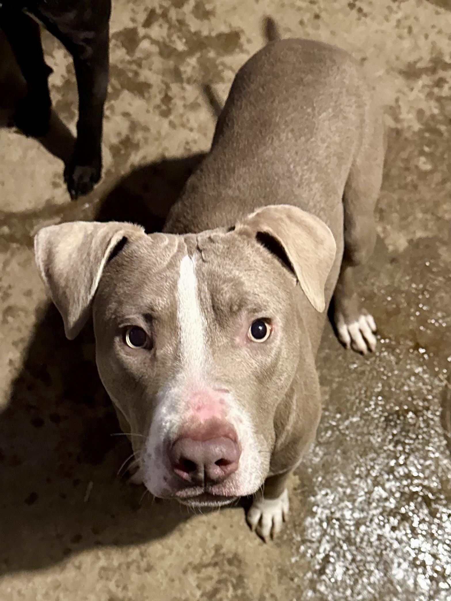 Enlarge Chandler, a Adoptable mixed breed in Greenfield, OH image 1/5