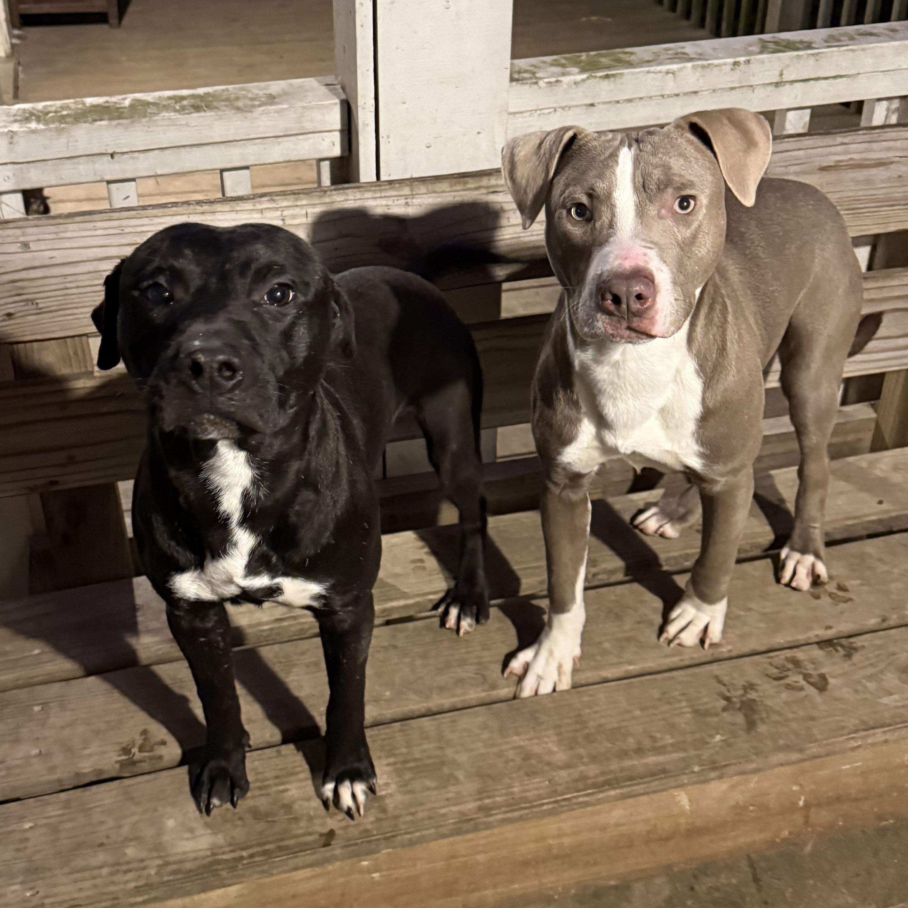 Enlarge Chandler, a Adoptable mixed breed in Greenfield, OH image 4/5