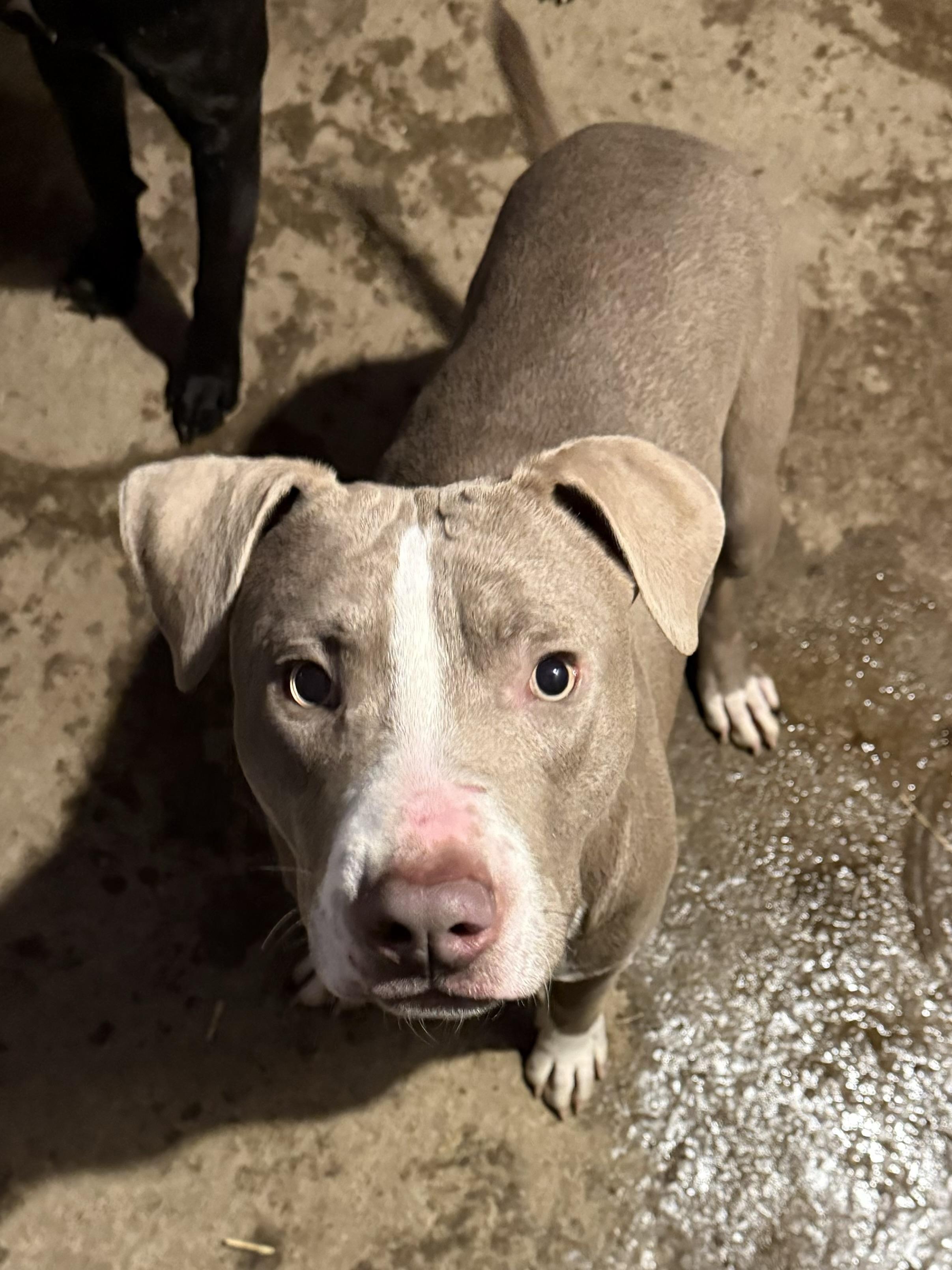 Enlarge Chandler, a Adoptable mixed breed in Greenfield, OH image 2/5