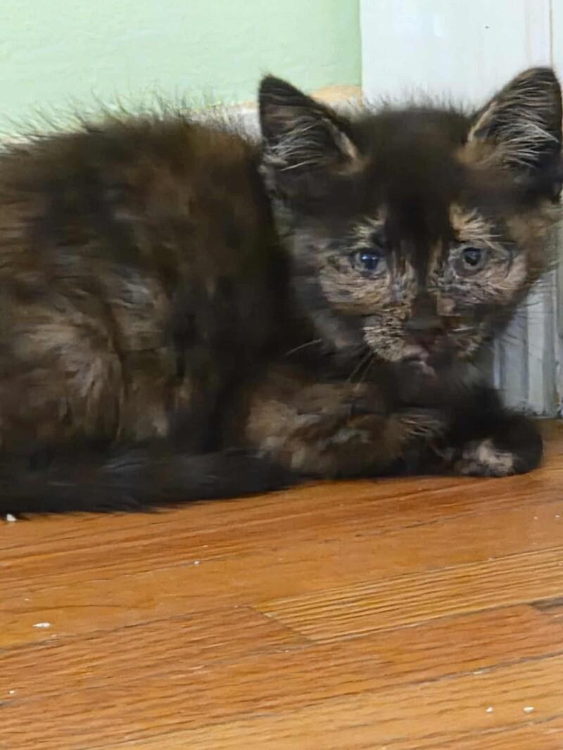 Spike, Adoptable, Young Female Domestic Short Hair.