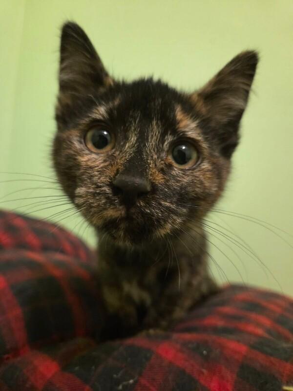 Enlarge Spike, a Adoptable Domestic Short Hair in Grand Rapids, MI image 3/5