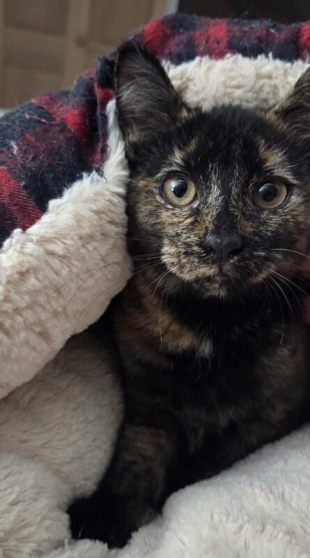 Enlarge Spike, a Adoptable Domestic Short Hair in Grand Rapids, MI image 5/5