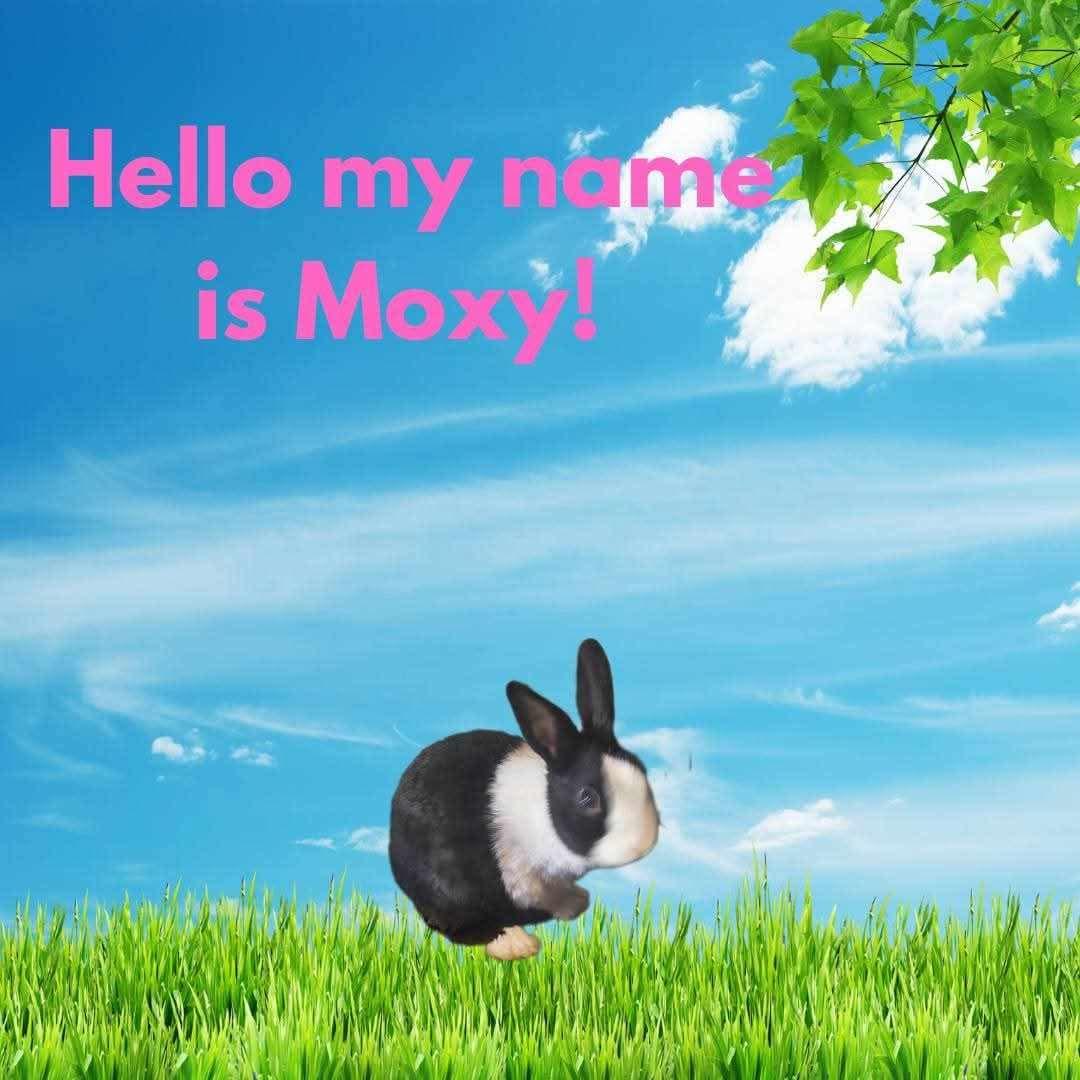 Moxy, Young Female unknown