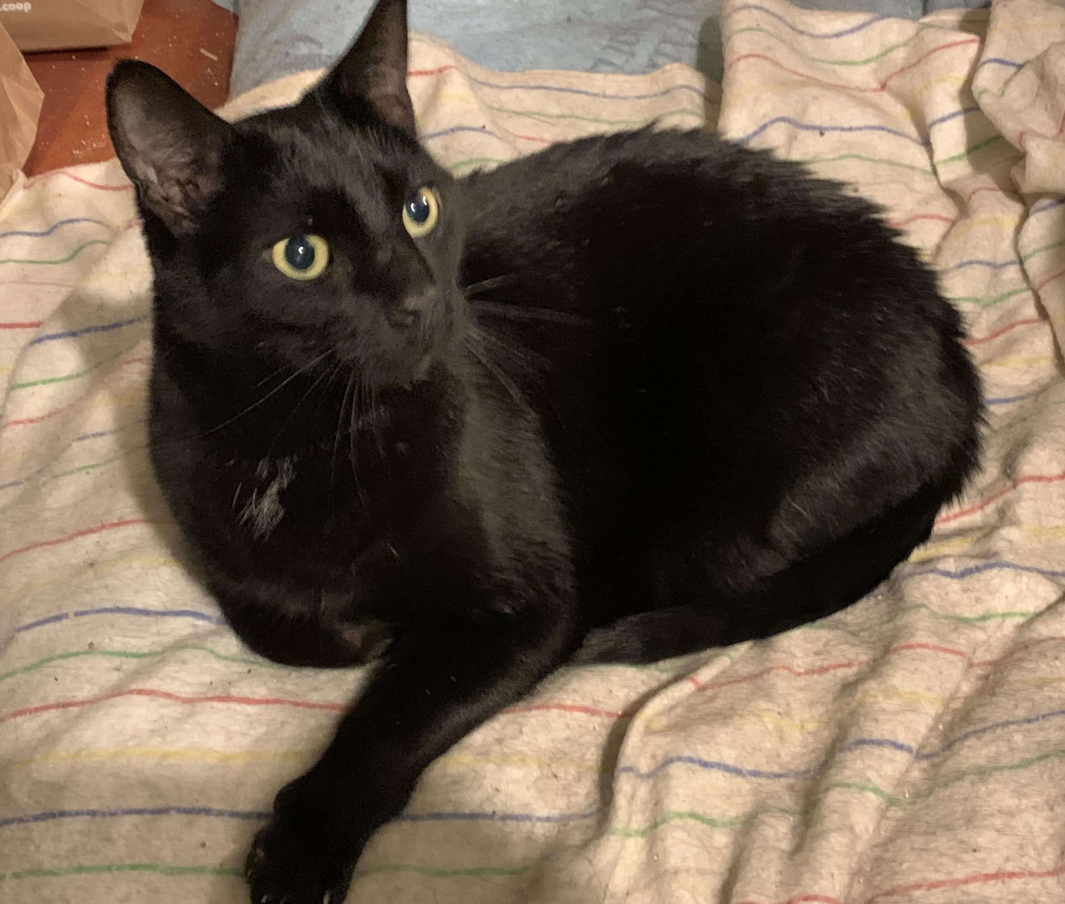 Melo, an adopted Domestic Short Hair in Beltsville, MD image 6/6