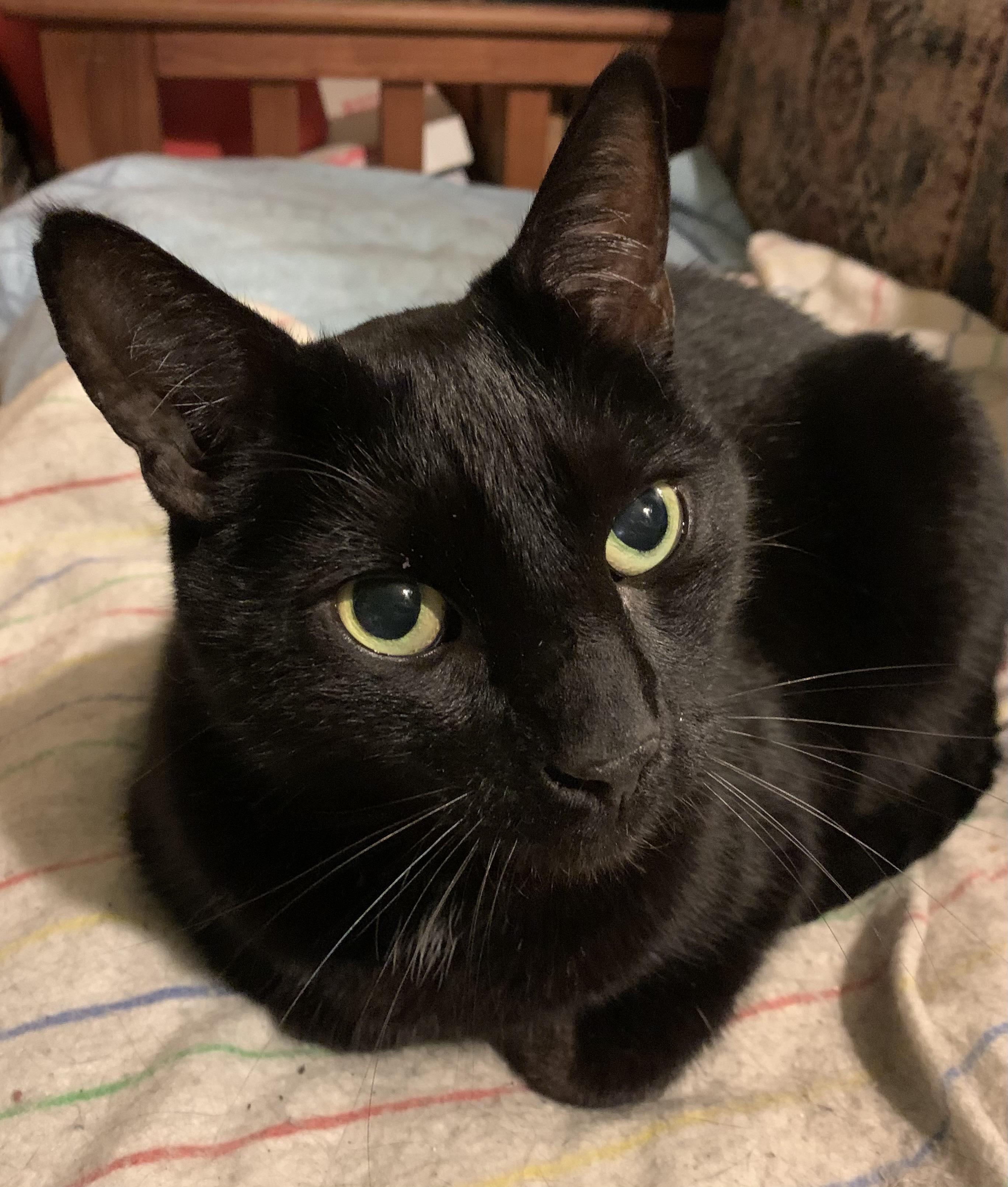 Melo, an adopted Domestic Short Hair in Beltsville, MD image 1/6