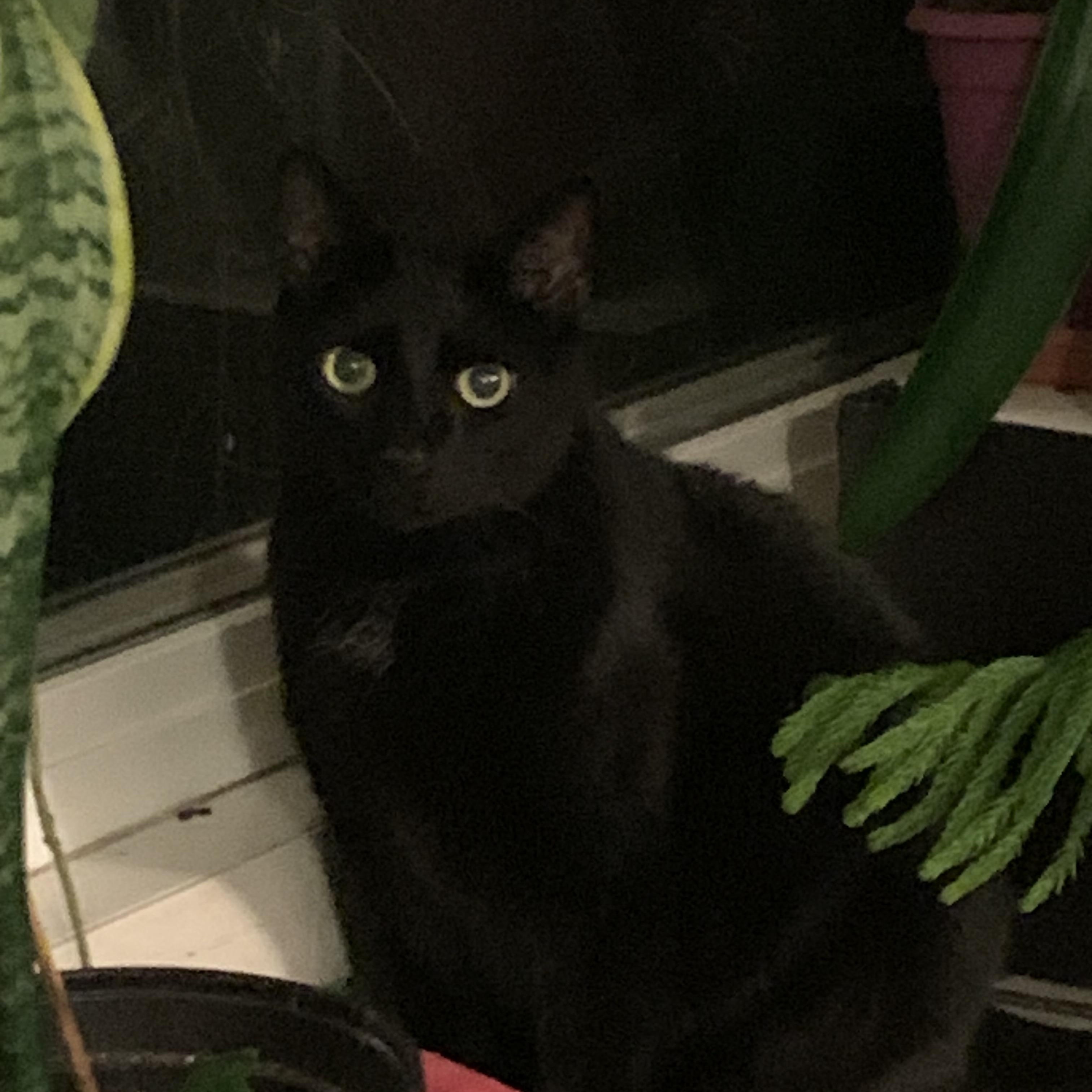 Melo, an adopted Domestic Short Hair in Beltsville, MD image 3/6
