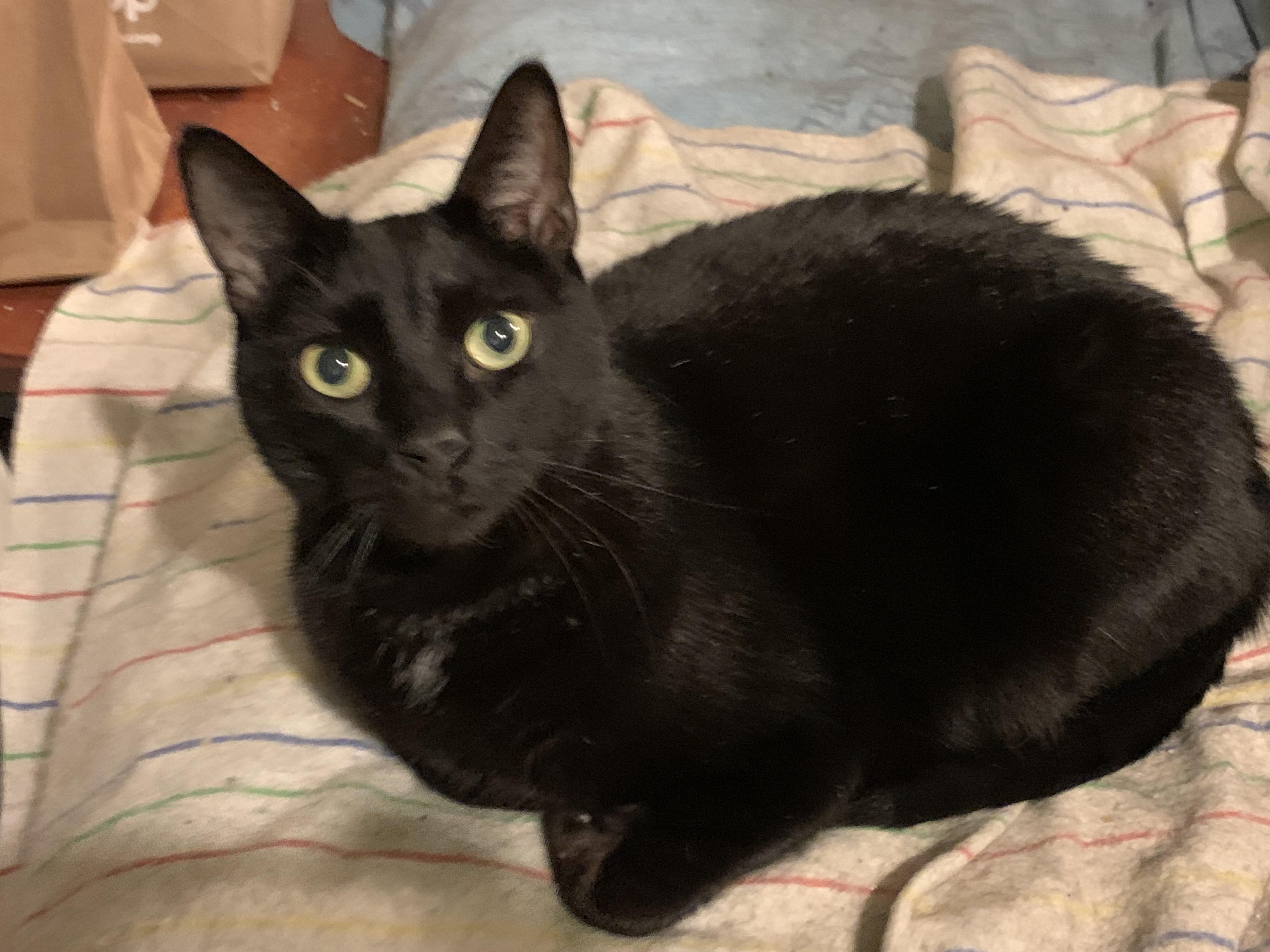 Melo, an adopted Domestic Short Hair in Beltsville, MD image 4/6