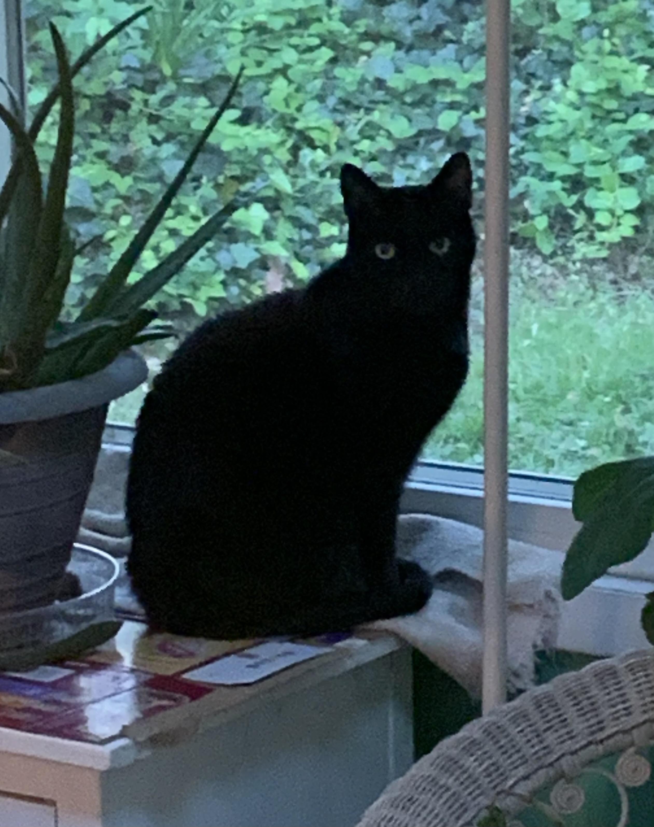 Melo, an adopted Domestic Short Hair in Beltsville, MD image 5/6