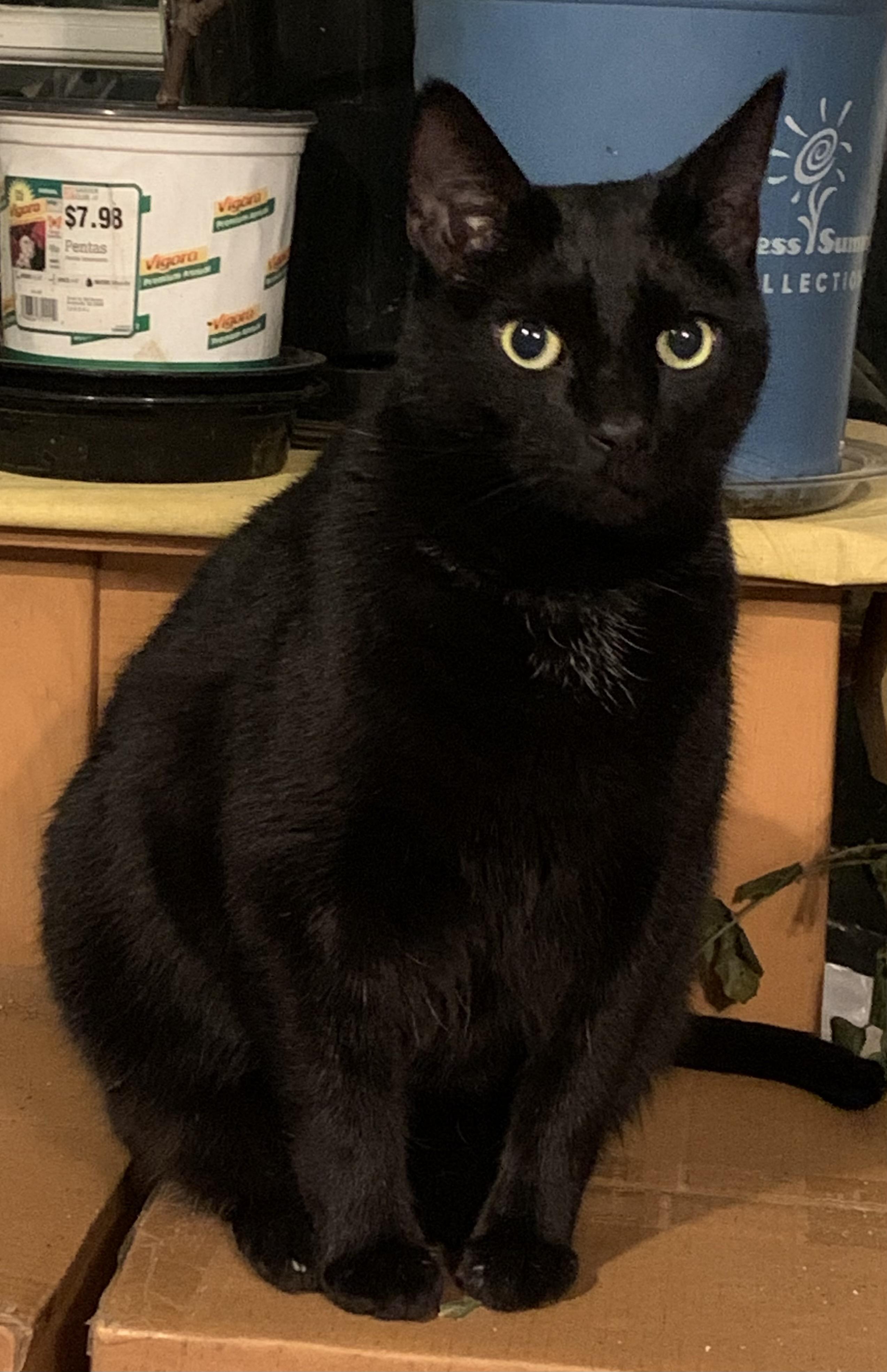 Melo, an adopted Domestic Short Hair in Beltsville, MD image 2/6