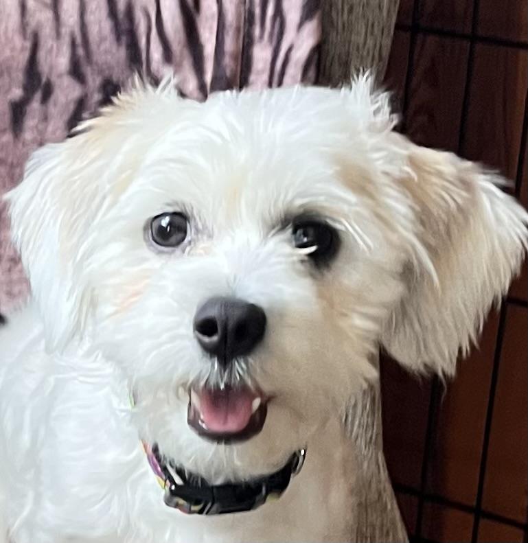 Lucy, adopted, Young Female Shih Tzu & Maltese.