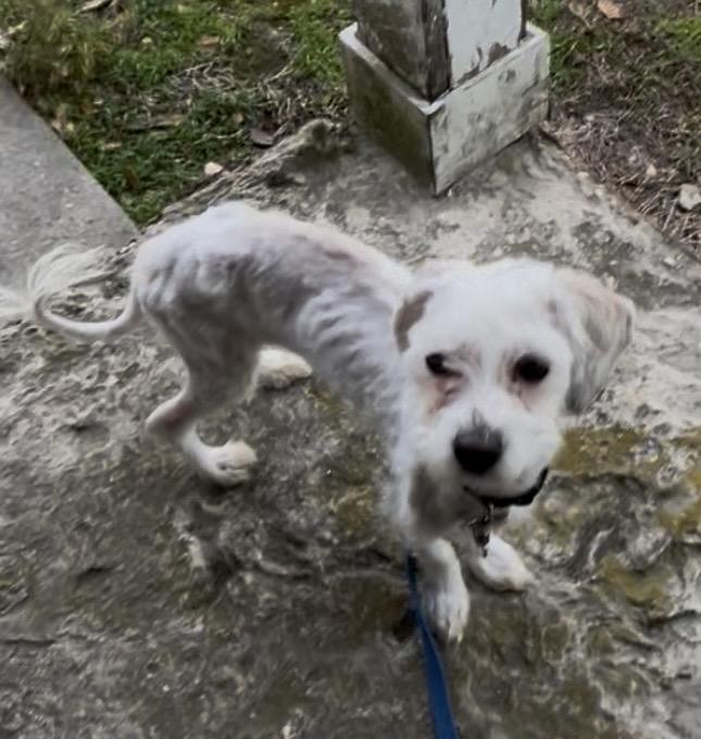 Enlarge Lucy, an adopted mixed breed in Egg Harbor City, NJ image 3/3
