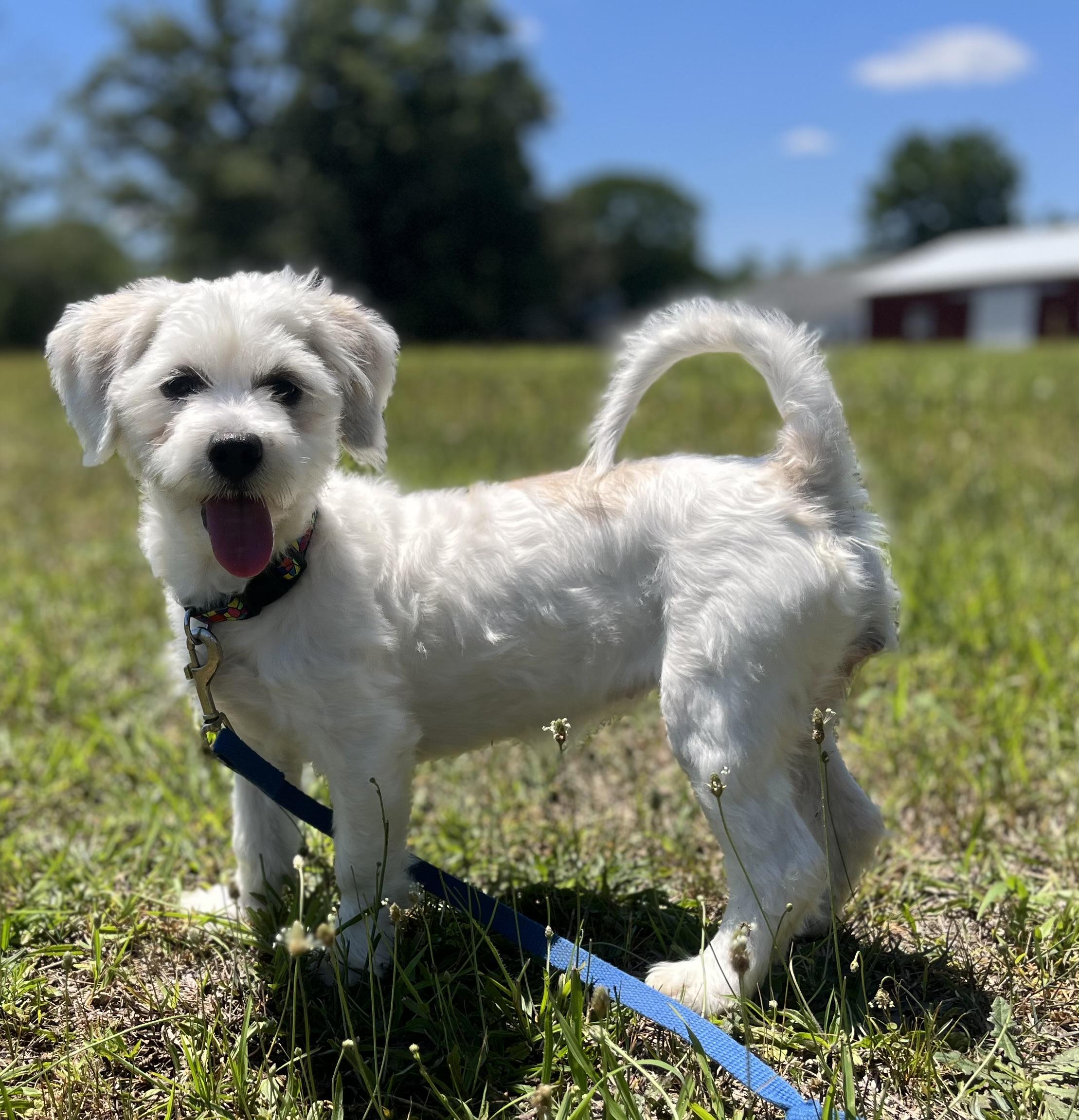 Enlarge Lucy, an adopted mixed breed in Egg Harbor City, NJ image 2/3