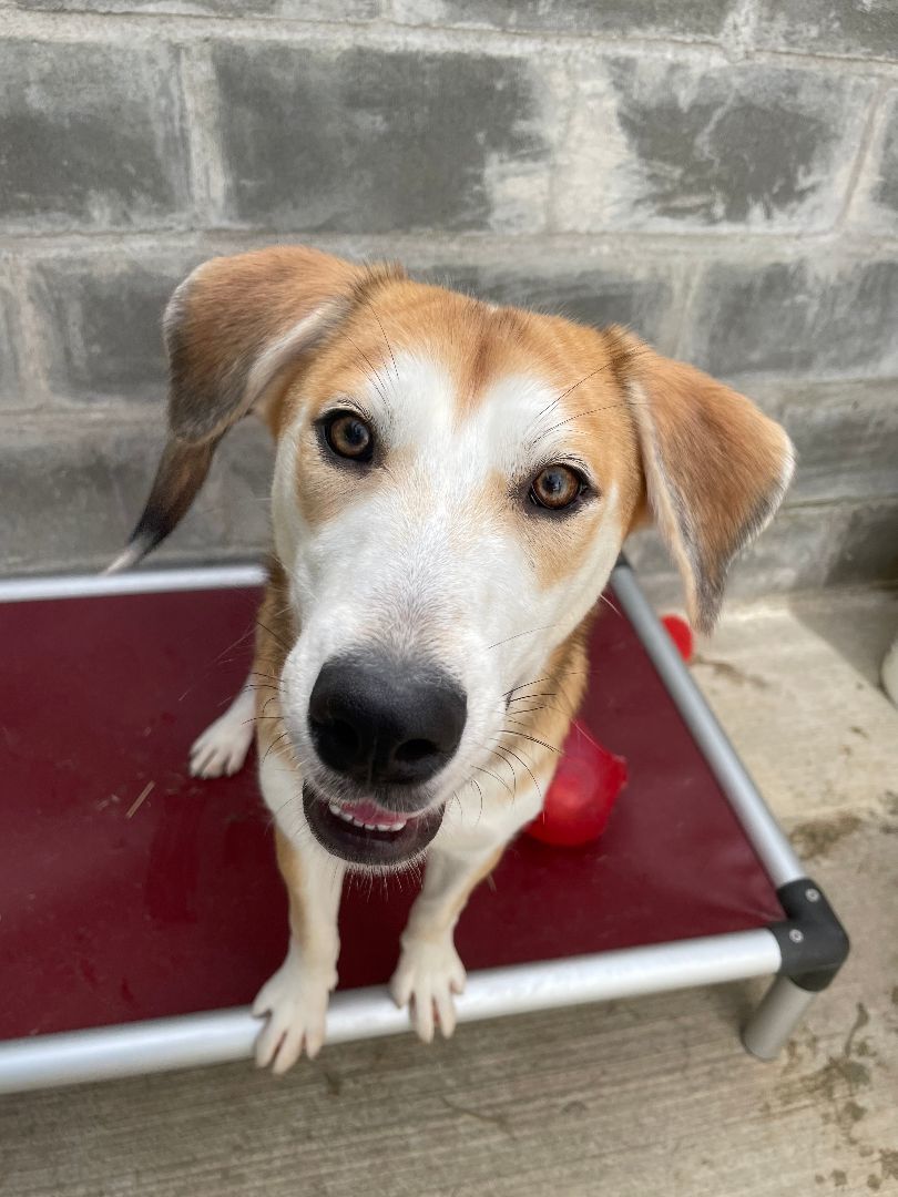 Dog for adoption Ivy, a Catahoula Leopard Dog & Husky Mix in Quilcene