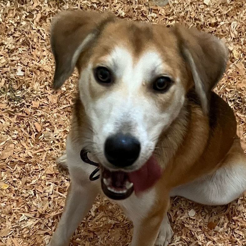 Dog for adoption Ivy, a Catahoula Leopard Dog & Husky Mix in Quilcene, WA Petfinder