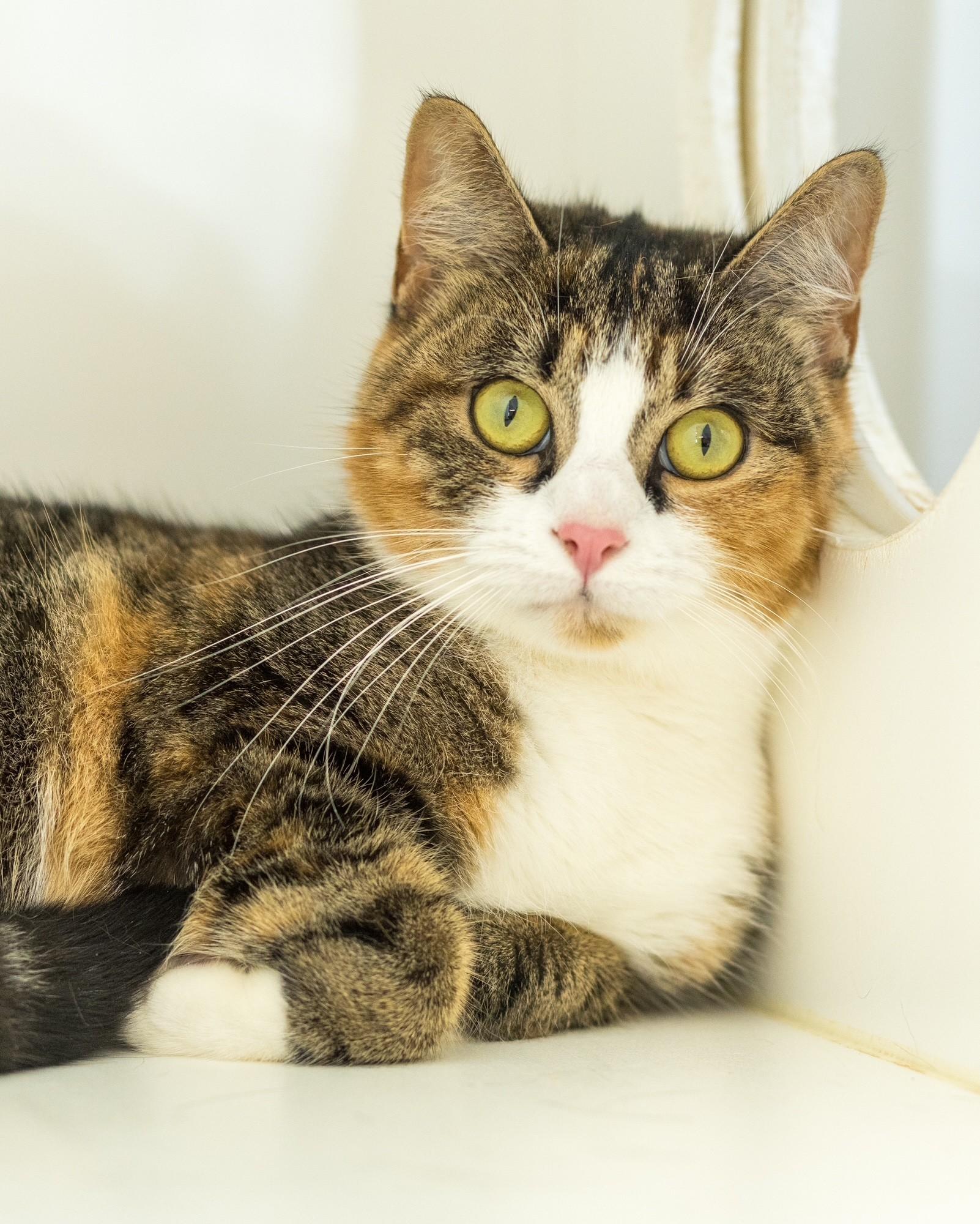 BRANWYN (0075), Adopted, Adult Female Domestic Short Hair.
