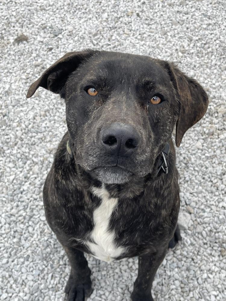 Tiger — thumbnail 2