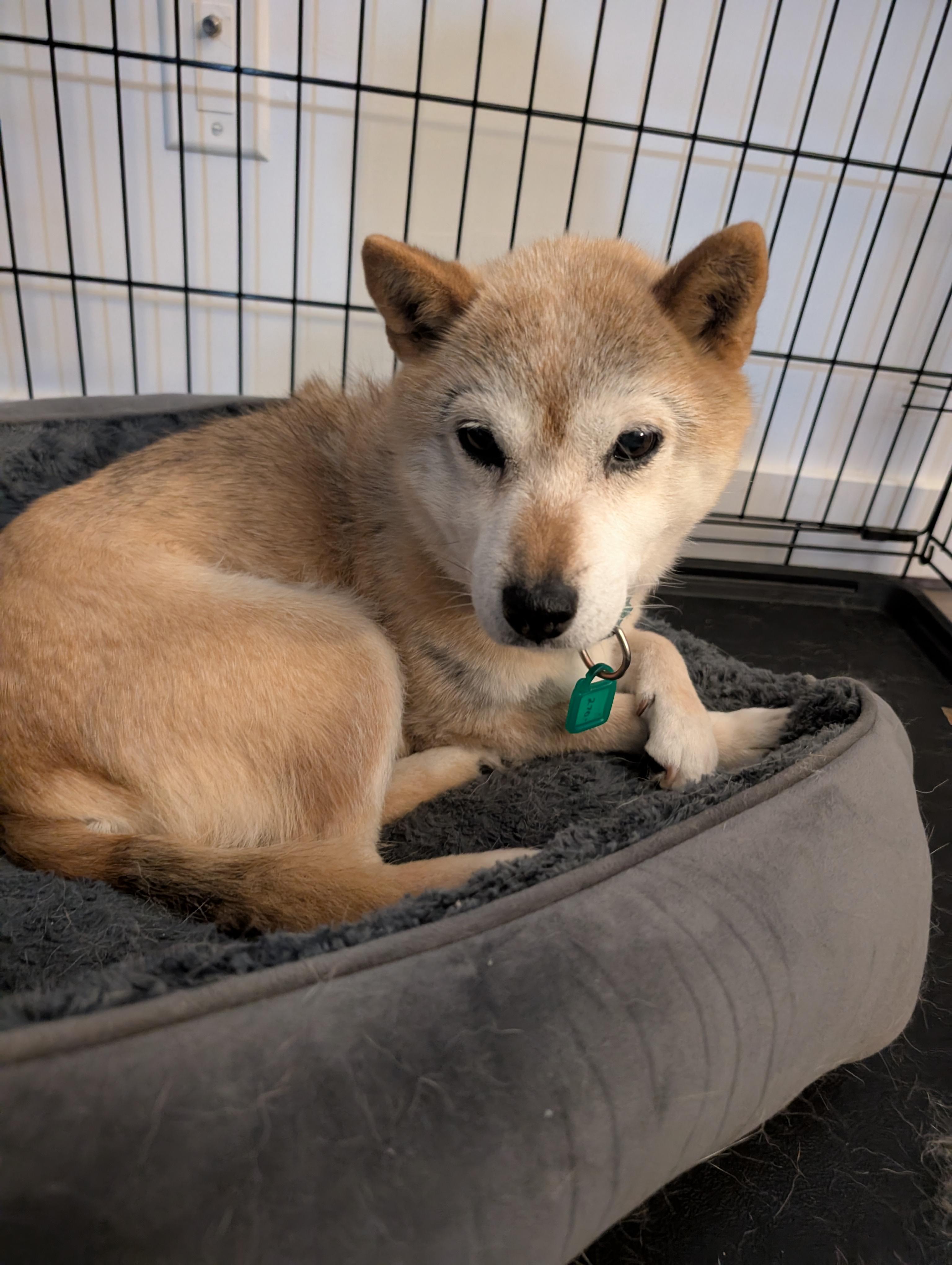 Tika, Senior Female Shiba Inu