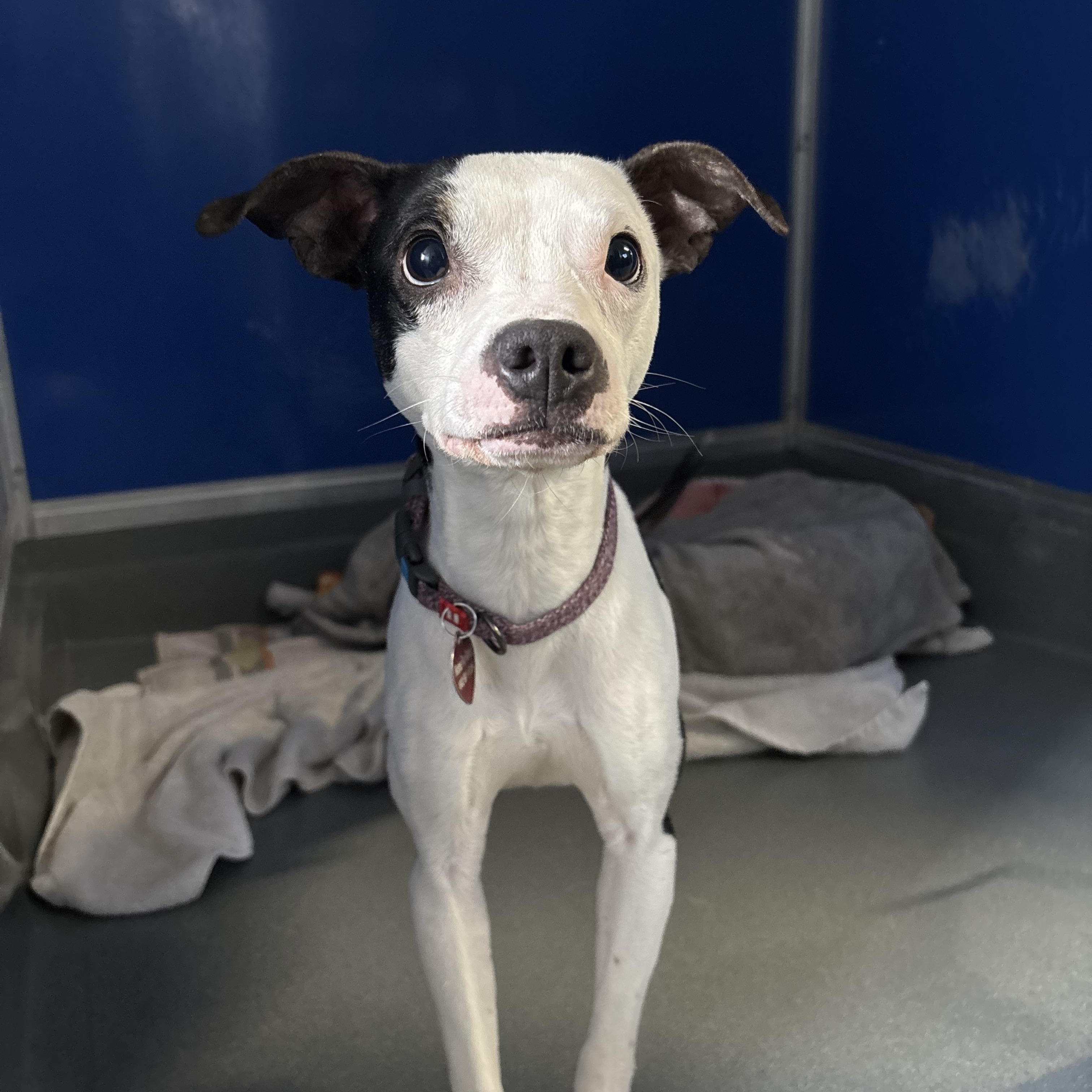 Huckleberry Pie — thumbnail 2