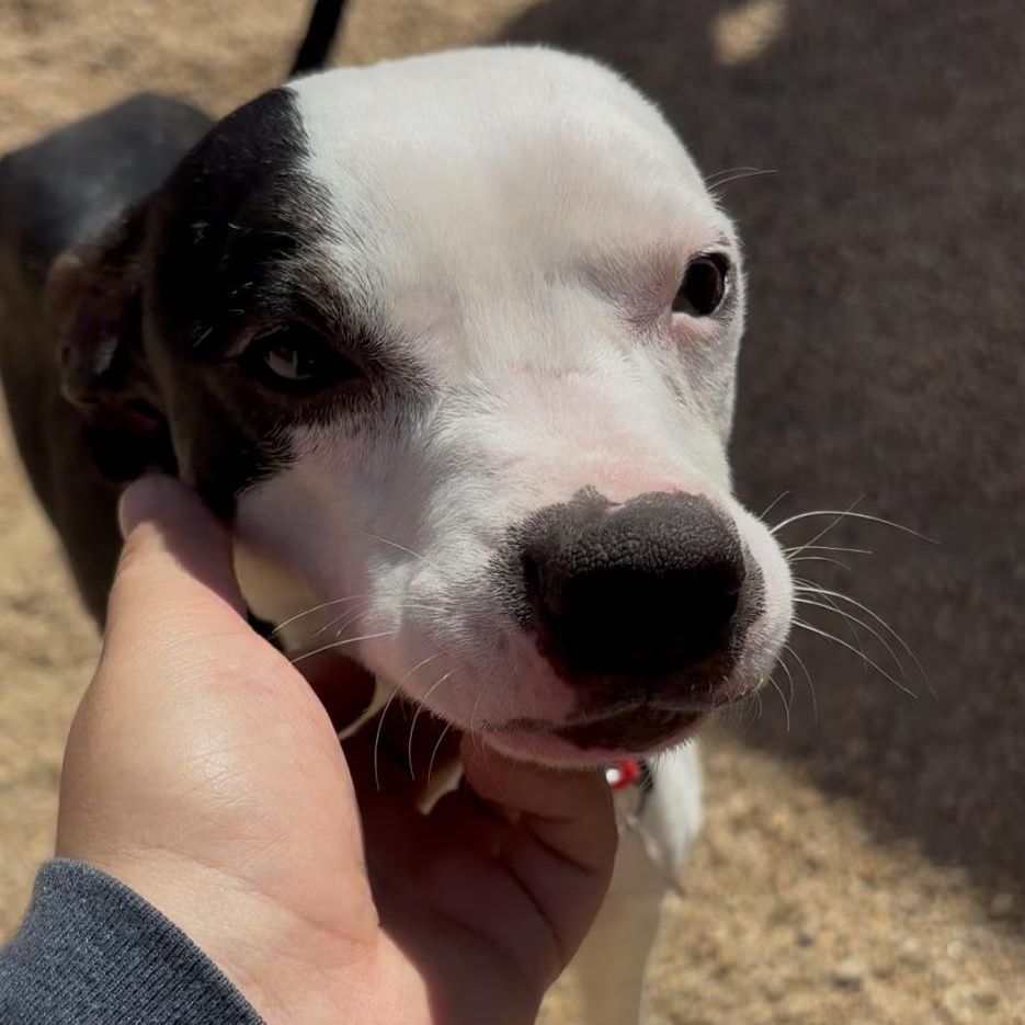 Huckleberry Pie — thumbnail 3