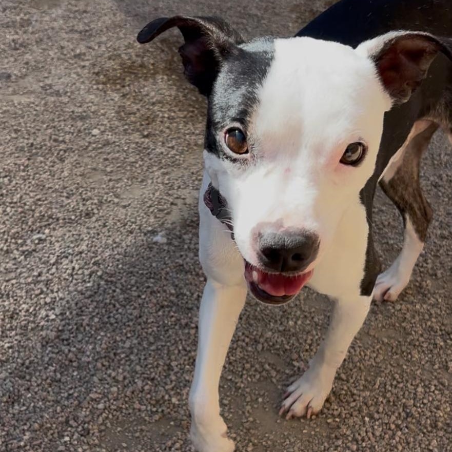 Huckleberry Pie — thumbnail 4