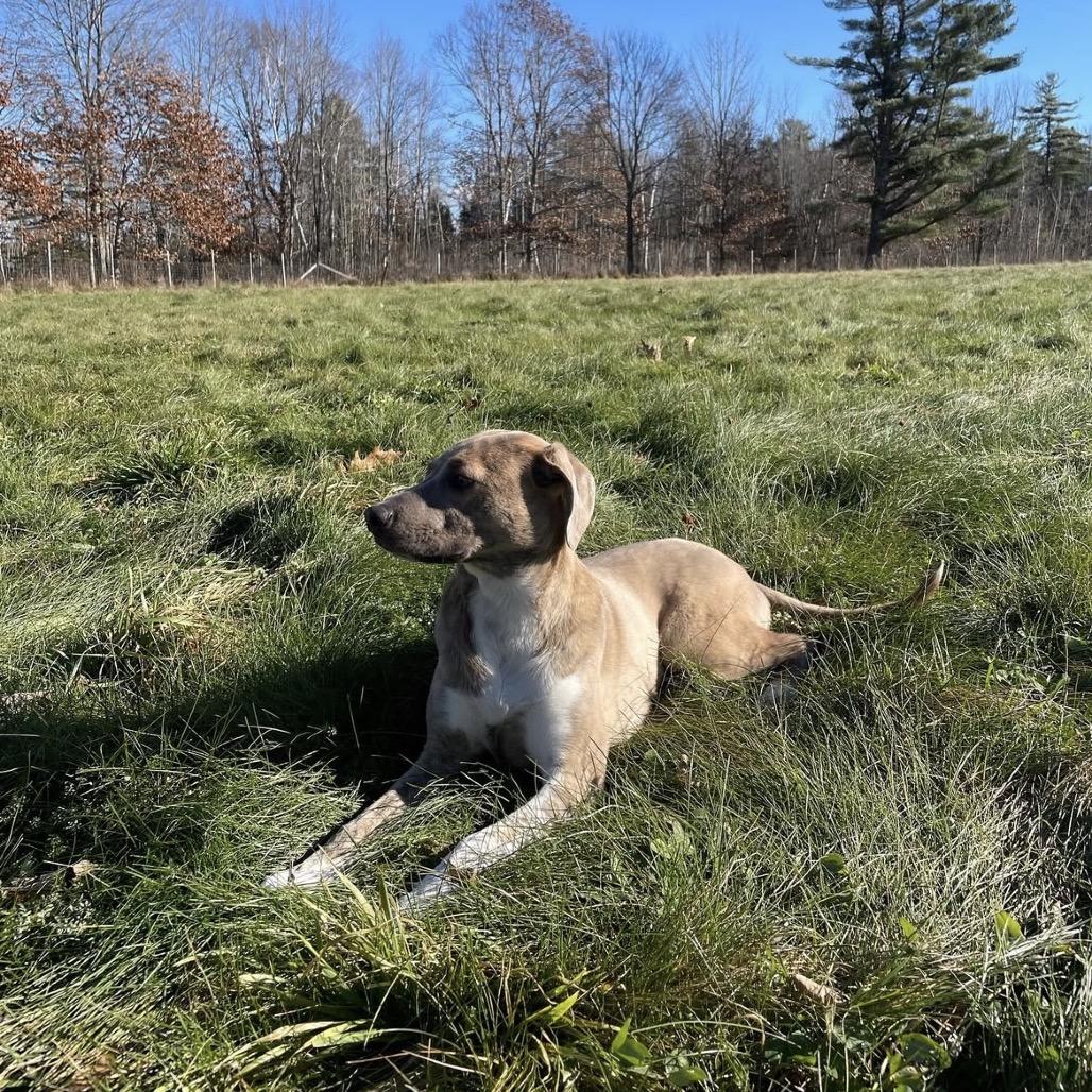 Enlarge Gertie, a Adoptable Mixed Breed in Wantagh, NY image 3/6