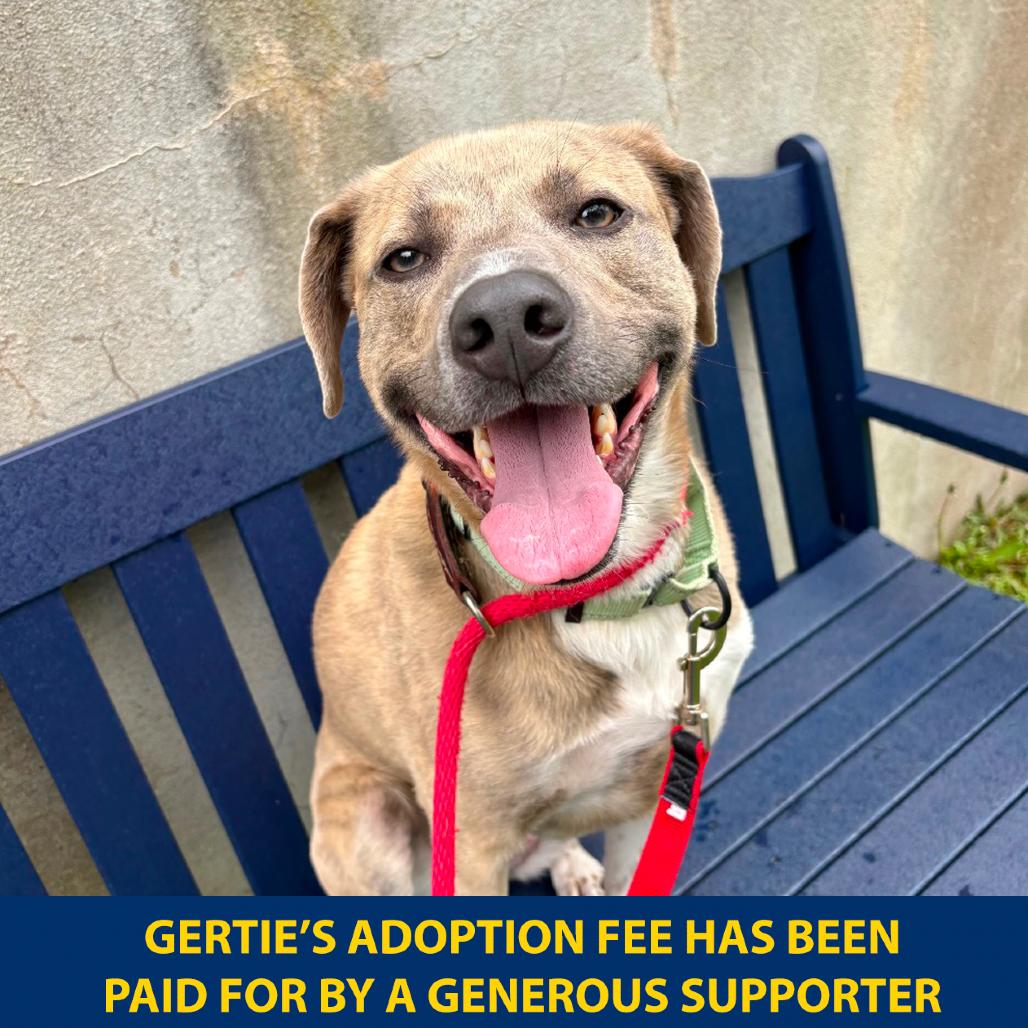 Enlarge Gertie, a Adoptable Mixed Breed in Wantagh, NY image 6/6