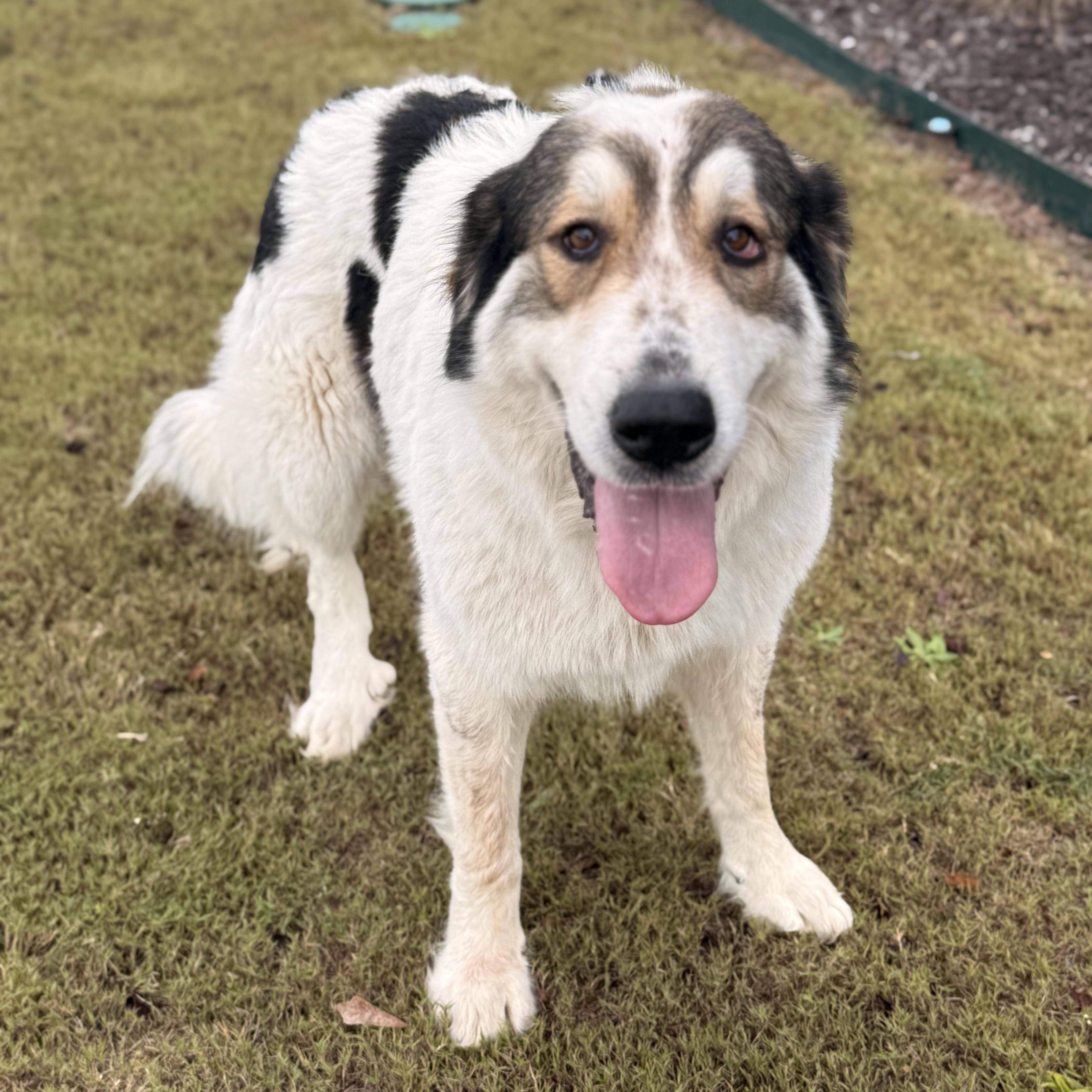 Enlarge Millie, a Adoptable mixed breed in Fond Du Lac, WI image 5/6