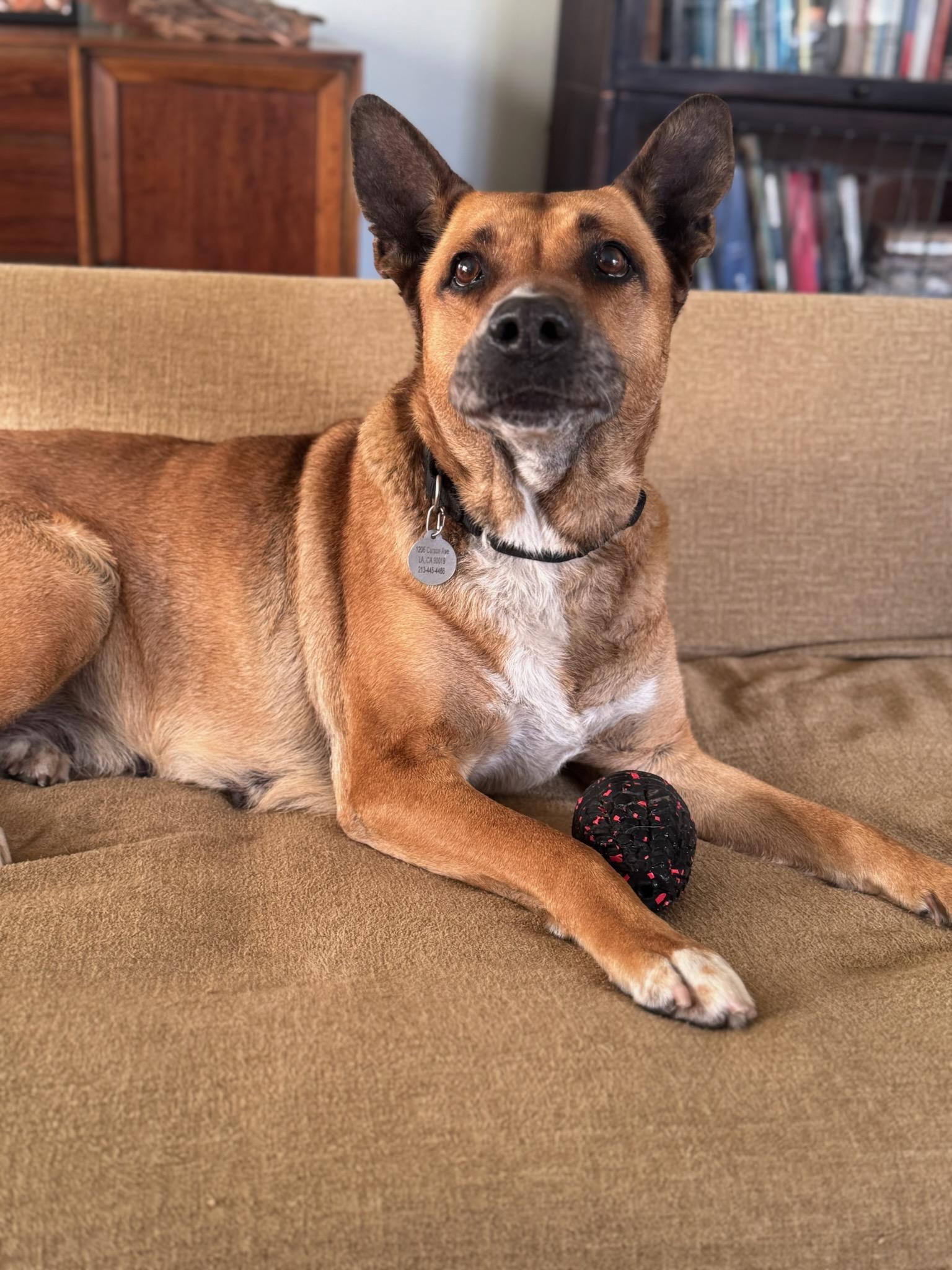 Margot, a Adoptable mixed breed in Acton, CA image 1/3