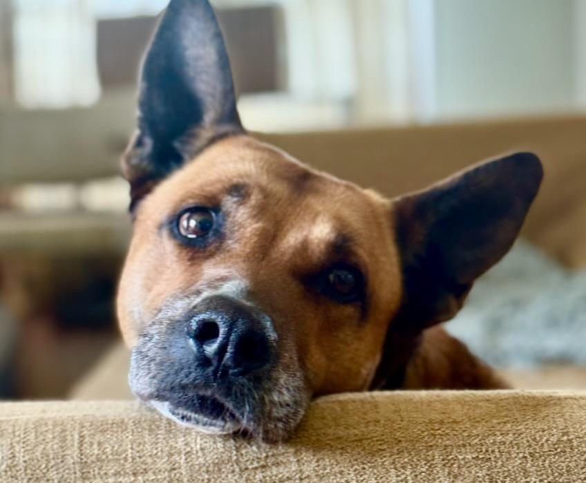 Margot, a Adoptable mixed breed in Acton, CA image 2/3