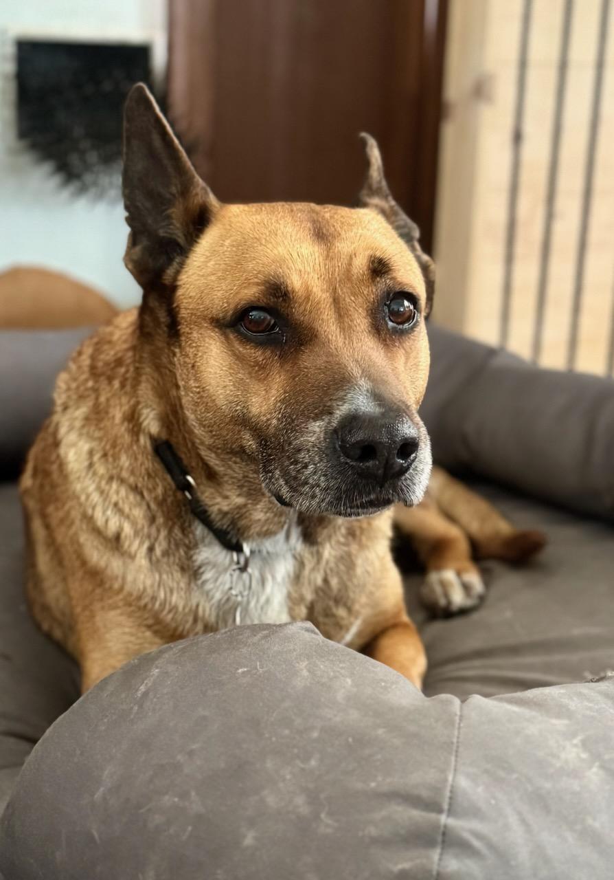 Margot, a Adoptable mixed breed in Acton, CA image 3/3