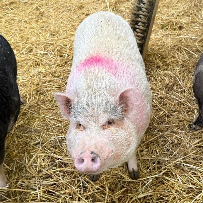 Enlarge Jypsee, a Adoptable Vietnamese Pot Bellied in Puslinch, ON image 1/6