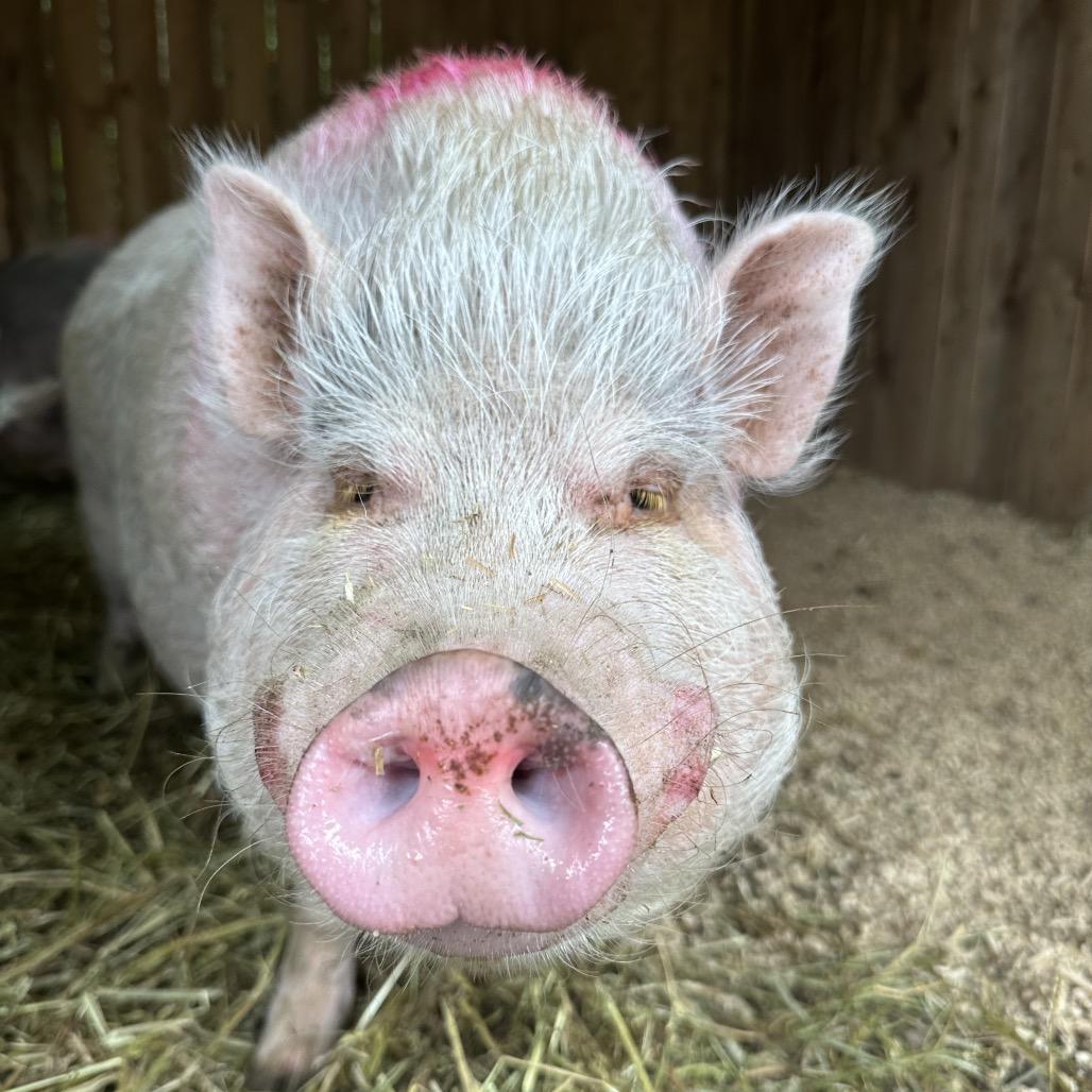 Enlarge Jypsee, a Adoptable Vietnamese Pot Bellied in Puslinch, ON image 2/6