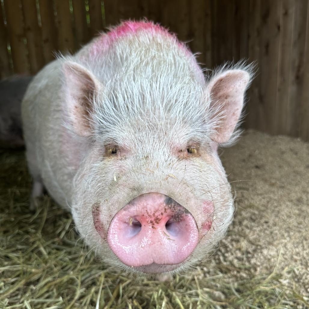 Enlarge Jypsee, a Adoptable Vietnamese Pot Bellied in Puslinch, ON image 5/6