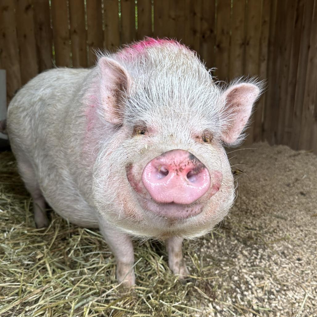 Enlarge Jypsee, a Adoptable Vietnamese Pot Bellied in Puslinch, ON image 6/6