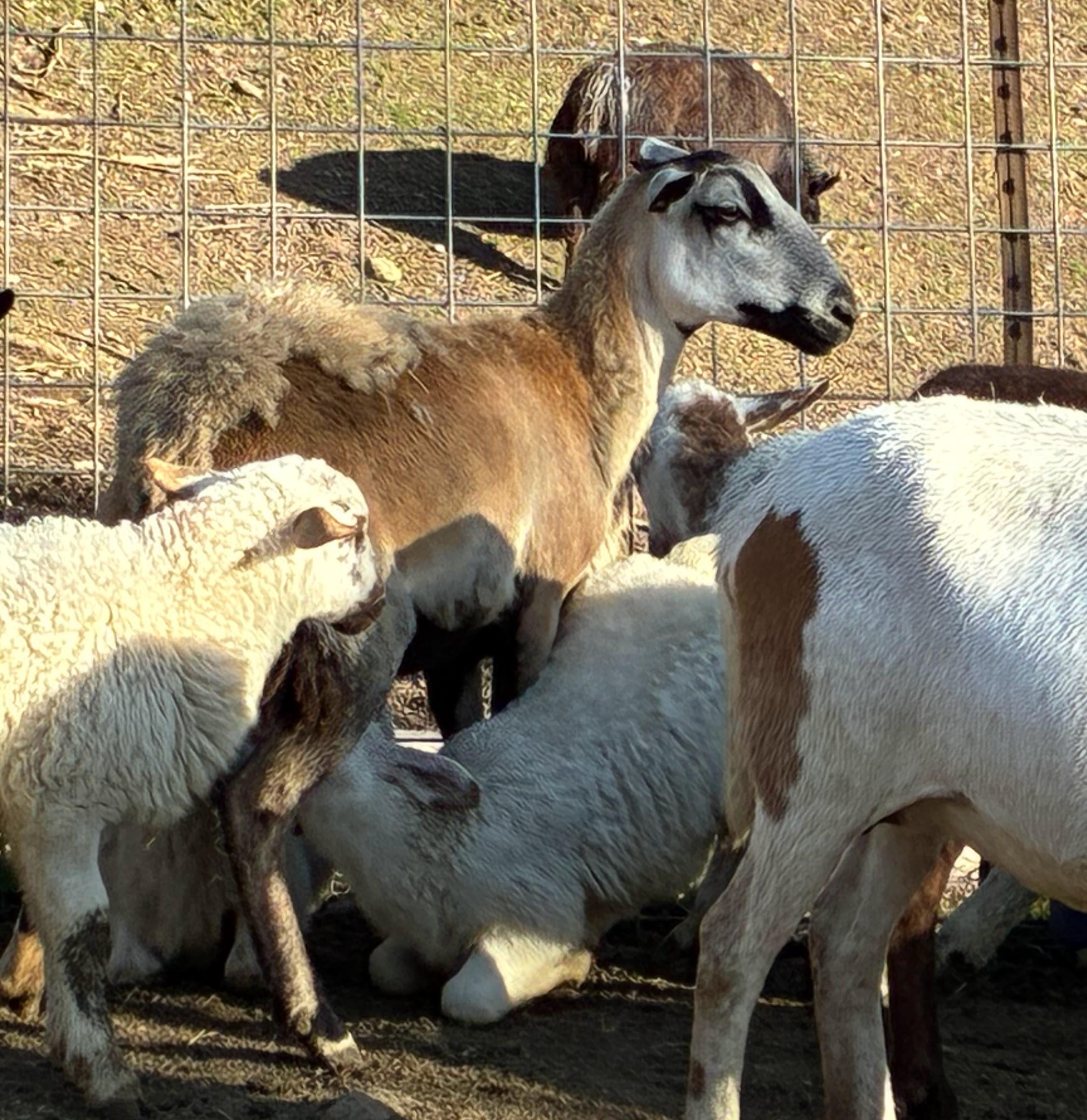 Enlarge Katahdin Sheep, a Adoptable mixed breed in Quilcene, WA image 1/1