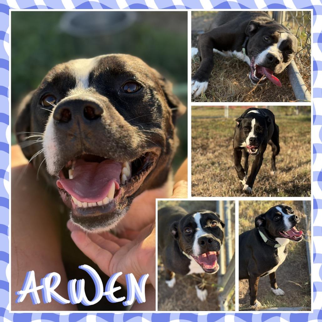 Arwen, a Adoptable mixed breed in Fort Smith, AR image 1/3