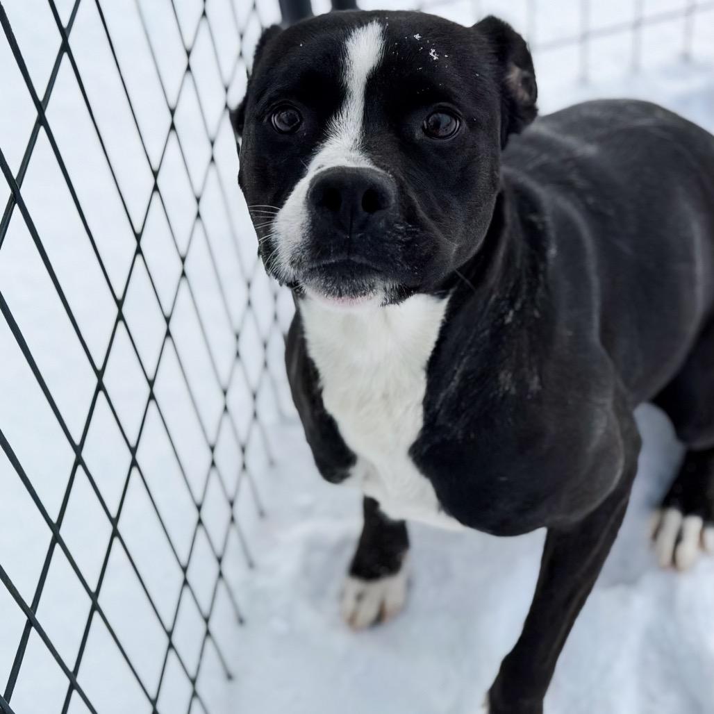 Arwen, a Adoptable mixed breed in Fort Smith, AR image 2/2