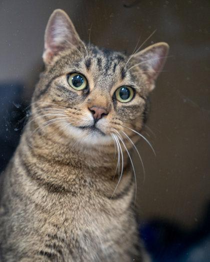 Enlarge Kitty, a Adoptable mixed breed in Pequot Lakes, MN image 1/1